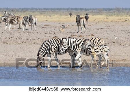 Burchell's zebras (Equus quagga burchellii), with foal, at a waterhole, Etosha National Park, Namibia, Africa View Large Photo Image Stock Photo - Burchell's zebras (Equus quagga burchellii), with foal, at a waterhole, Etosha National Park, Namibia, Africa. Fotosearch