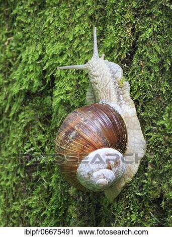 Stock Image - Burgundy snail (Helix pomatia), escargot, Switzerland, Europe. Fotosearch