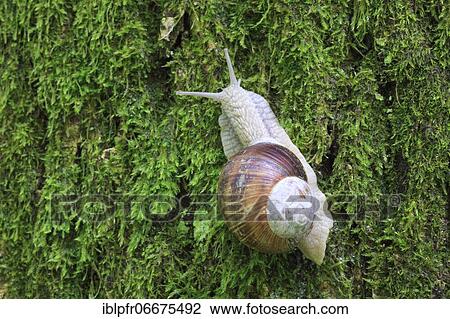 Stock Image - Burgundy snail (Helix pomatia), escargot, Switzerland, Europe. Fotosearch