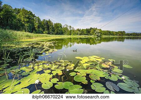Burgäschisee, Solothurn, Switzerland, Europe View Large Photo Image Picture - Burgäschisee, Solothurn, Switzerland, Europe. Fotosearch