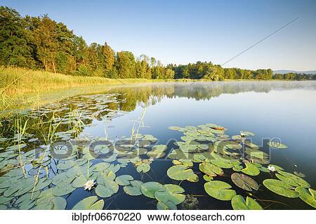Burgäschisee, Solothurn, Switzerland, Europe View Large Photo Image Stock Image - Burgäschisee, Solothurn, Switzerland, Europe. Fotosearch