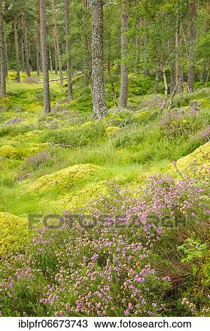 Caledonian pine forest, Carrbridge, Scotland View Large Photo Image Stock Image - Caledonian pine forest, Carrbridge, Scotland. Fotosearch