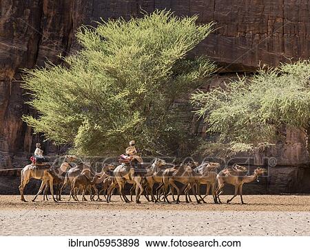 Stock Photo - Camel caravan, Guelta d'Archei waterhole, Ennedi plateau, Chad, Africa. Fotosearch