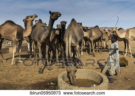 Camels at a water hole, Ennedi plateau, Chad, Africa View Large Photo Image Stock Image - Camels at a water hole, Ennedi plateau, Chad, Africa. Fotosearch