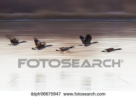 Stock Photo - Canada goose (Branta canadensis), Canada goose, in flight, four fly, wintering grounds, Bosque del Apache National Wildlife Refuge, New Mexico, USA, North America. Fotosearch