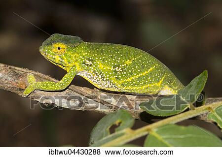 Canopy chameleon or Will's chameleon (Furcifer willsii), pregnant female, rainforest, Andasibe-Mantadia National Park, eastern Madagascar, Madagascar, Africa View Large Photo Image Stock Photo - Canopy chameleon or Will's chameleon (Furcifer willsii), pregnant female, rainforest, Andasibe-Mantadia National Park, eastern Madagascar, Madagascar, Africa. Fotosearch