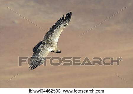 Stock Image - Cape vulture (Gyps coprotheres) in flight, Giant's Castle National Park, Natal, South Africa, Africa. Fotosearch