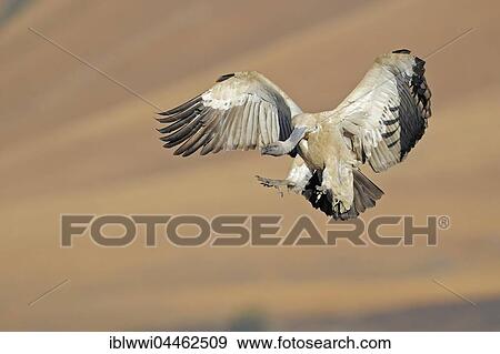 Stock Photo - Cape vulture (Gyps coprotheres) in flight, Giant's Castle National Park, Natal, South Africa, Africa. Fotosearch