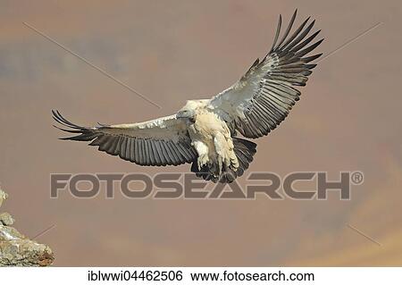 Stock Photograph - Cape vulture (Gyps coprotheres) in flight, Giant's Castle National Park, Natal, South Africa, Africa. Fotosearch