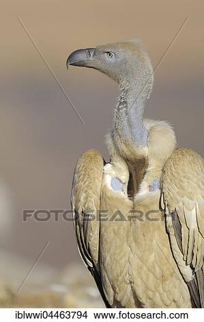 Picture - Cape vulture (Gyps coprotheres), portrait, Giant's Castle National Park, Natal, South Africa, Africa. Fotosearch