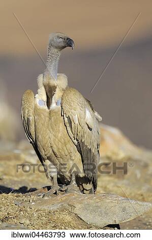 Stock Image - Cape vulture (Gyps coprotheres), portrait, Giant's Castle National Park, Natal, South Africa, Africa. Fotosearch