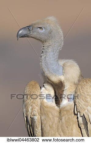 Stock Image - Cape vulture (Gyps coprotheres), portrait, Giant's Castle National Park, Natal, South Africa, Africa. Fotosearch