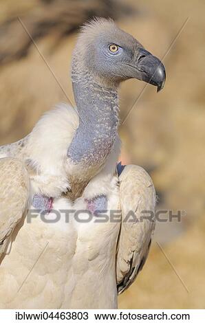 Stock Image - Cape vulture (Gyps coprotheres), portrait, Giant's Castle National Park, Natal, South Africa, Africa. Fotosearch