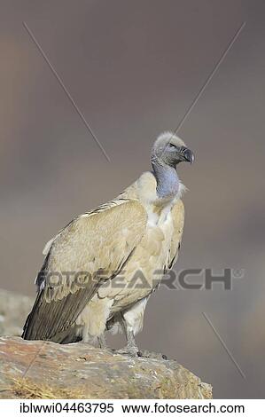 Stock Photography - Cape vulture (Gyps coprotheres), portrait, Giant's Castle National Park, Natal, South Africa, Africa. Fotosearch