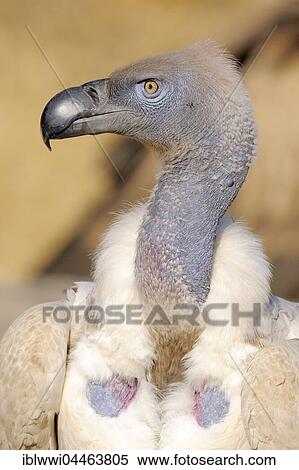 Stock Photography - Cape vulture (Gyps coprotheres), portrait, Giant's Castle National Park, Natal, South Africa, Africa. Fotosearch