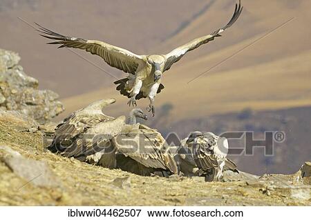 Stock Photo - Cape vultures (Gyps coprotheres) at a bait, Giant's Castle National Park, Natal, South Africa, Africa. Fotosearch
