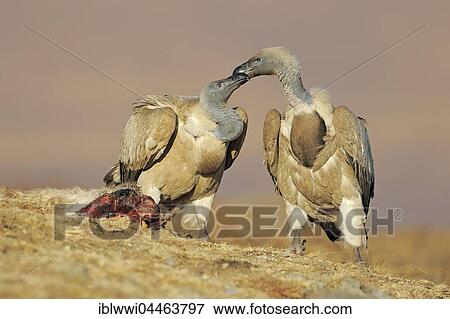 Stock Photo - Cape vultures (Gyps coprotheres) at a bait, Giant's Castle National Park, Natal, South Africa, Africa. Fotosearch