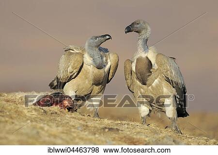 Stock Photo - Cape vultures (Gyps coprotheres) at a bait, Giant's Castle National Park, Natal, South Africa, Africa. Fotosearch