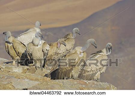 Stock Image - Cape vultures (Gyps coprotheres), Giant's Castle National Park, Natal, South Africa, Africa. Fotosearch