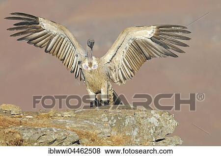 Stock Photo - Cape vultures (Gyps coprotheres) landing on rock, Giant's Castle National Park, Natal, South Africa, Africa. Fotosearch