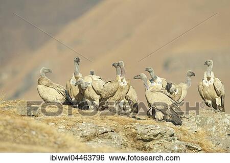 Stock Photograph - Cape vultures (Gyps coprotheres), Giant's Castle National Park, Natal, South Africa, Africa. Fotosearch