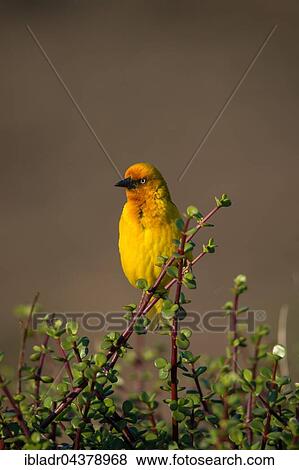 Cape weaver (Ploceus capensis), Addo Elephant National Park, South Africa, Africa View Large Photo Image Stock Photo - Cape weaver (Ploceus capensis), Addo Elephant National Park, South Africa, Africa. Fotosearch