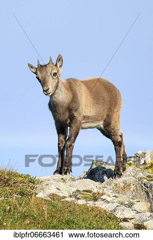 Capricorn (Capra ibex), Ibex, Switzerland, Europe View Large Photo Image Stock Image - Capricorn (Capra ibex), Ibex, Switzerland, Europe. Fotosearch