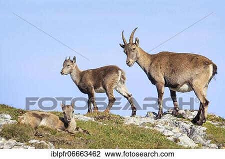 Capricorn (Capra ibex), Ibex, Switzerland, Europe View Large Photo Image Stock Image - Capricorn (Capra ibex), Ibex, Switzerland, Europe. Fotosearch