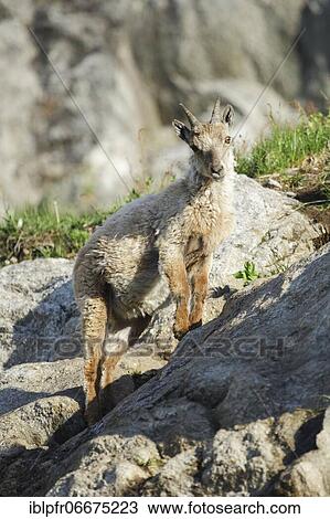 Capricorn (Capra ibex), Ibex, Switzerland, Europe View Large Photo Image Stock Image - Capricorn (Capra ibex), Ibex, Switzerland, Europe. Fotosearch