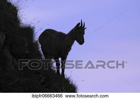Stock Photograph - Capricorn (Capra ibex), Ibex, Switzerland, Europe. Fotosearch