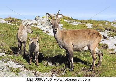 Capricorn (Capra ibex), Ibex, Switzerland, Europe View Large Photo Image Stock Photography - Capricorn (Capra ibex), Ibex, Switzerland, Europe. Fotosearch