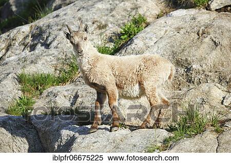 Capricorn (Capra ibex), Ibex, Switzerland, Europe View Large Photo Image Stock Photography - Capricorn (Capra ibex), Ibex, Switzerland, Europe. Fotosearch