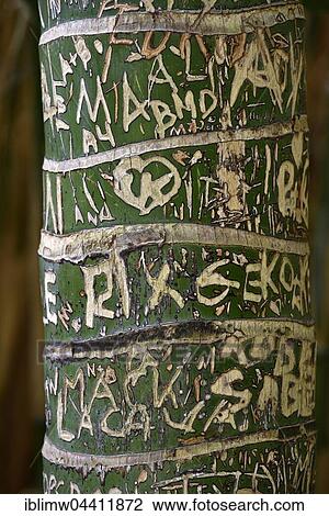 Stock Image - Carved initials in tree bark, Kentia palm (Howea forsteriana), Jardín de Aclimatión de La Orotava, Botanical Gardens, Puerto de la Cruz, Tenerife, Spain, Europe. Fotosearch