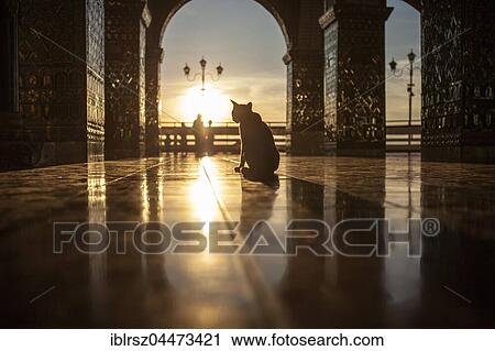 Stock Image - Cat inside Sutaungpyei Pagoda, Mandalay, Myanmar, Asia. Fotosearch