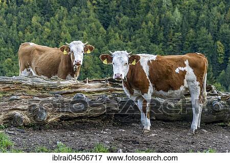 Cattle (Bos primigenius taurus), Fleckvieh cattle, young animals on pasture, Aggenalm, Sudelfeld, Mangfall mountains, Upper Bavaria, Bavaria, Germany, Europe View Large Photo Image Stock Photo - Cattle (Bos primigenius taurus), Fleckvieh cattle, young animals on pasture, Aggenalm, Sudelfeld, Mangfall mountains, Upper Bavaria, Bavaria, Germany, Europe. Fotosearch