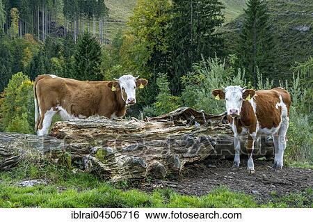 Cattle (Bos primigenius taurus), Fleckvieh cattle, young animals on pasture, Aggenalm, Sudelfeld, Mangfall mountains, Upper Bavaria, Bavaria, Germany, Europe View Large Photo Image Stock Photograph - Cattle (Bos primigenius taurus), Fleckvieh cattle, young animals on pasture, Aggenalm, Sudelfeld, Mangfall mountains, Upper Bavaria, Bavaria, Germany, Europe. Fotosearch