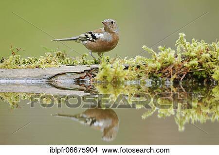 Chaffinch (Fringilla coelebs) View Large Photo Image Picture - Chaffinch (Fringilla coelebs). Fotosearch