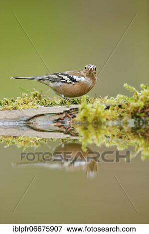 Chaffinch (Fringilla coelebs) View Large Photo Image Stock Photo - Chaffinch (Fringilla coelebs). Fotosearch