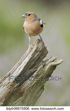 Stock Photograph - Chaffinch (Fringilla coelebs). Fotosearch
