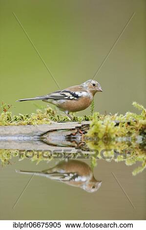 Chaffinch (Fringilla coelebs) View Large Photo Image Stock Photography - Chaffinch (Fringilla coelebs). Fotosearch