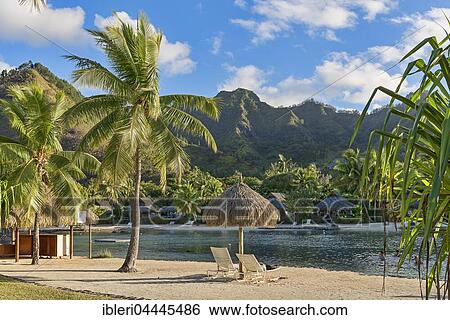Stock Photograph - Chairs on beach with palm trees, Mo'orea, South Pacific, French Polynesia, Oceania. Fotosearch