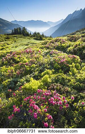 Stock Image - Chalberboden near Große Scheidegg, Bern, Switzerland, Europe. Fotosearch