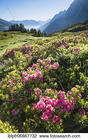 Chalberboden near Große Scheidegg, Bern, Switzerland, Europe View Large Photo Image Stock Image - Chalberboden near Große Scheidegg, Bern, Switzerland, Europe. Fotosearch