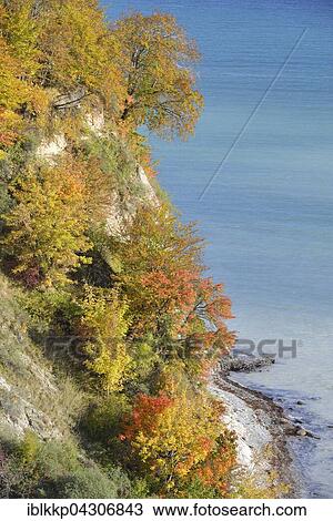 Chalk coast in autumn, coloured trees on cliffs, Baltic Sea, Sassnitz, Rügen, Mecklenburg-Western Pomerania View Large Photo Image Stock Image - Chalk coast in autumn, coloured trees on cliffs, Baltic Sea, Sassnitz, Rügen, Mecklenburg-Western Pomerania. Fotosearch