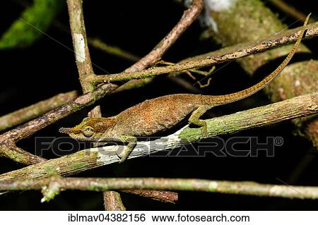 Chameleon (Calumma linotum), female, Amber Mountain National Park, Diana, Madagascar, Africa View Large Photo Image Stock Photograph - Chameleon (Calumma linotum), female, Amber Mountain National Park, Diana, Madagascar, Africa. Fotosearch
