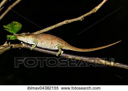 Chameleon (Calumma linotum), female, Amber Mountain National Park, Diana, Madagascar, Africa View Large Photo Image Stock Photography - Chameleon (Calumma linotum), female, Amber Mountain National Park, Diana, Madagascar, Africa. Fotosearch