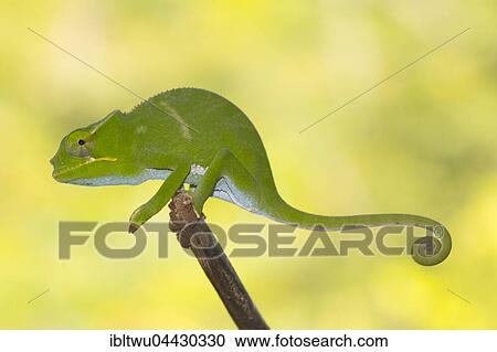 Chameleon (Furcifer bifidus), juvenile, Vohimana Reserve, eastern Madagascar, Madagascar, Africa View Large Photo Image Stock Image - Chameleon (Furcifer bifidus), juvenile, Vohimana Reserve, eastern Madagascar, Madagascar, Africa. Fotosearch