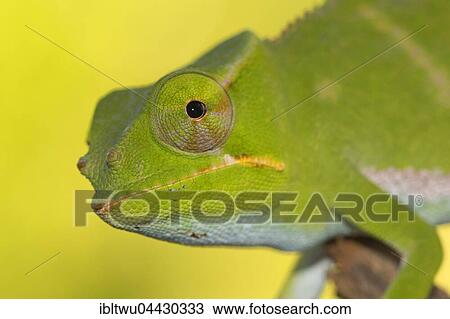 Chameleon (Furcifer bifidus), juvenile, portrait, Vohimana Reserve, eastern Madagascar, Madagascar, Africa View Large Photo Image Stock Image - Chameleon (Furcifer bifidus), juvenile, portrait, Vohimana Reserve, eastern Madagascar, Madagascar, Africa. Fotosearch
