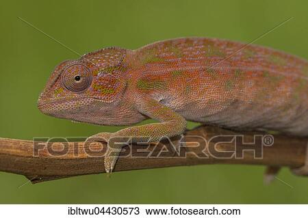 Chameleon (Furcifer viridis), Northern Highlands, Madagascar, Africa View Large Photo Image Stock Image - Chameleon (Furcifer viridis), Northern Highlands, Madagascar, Africa. Fotosearch