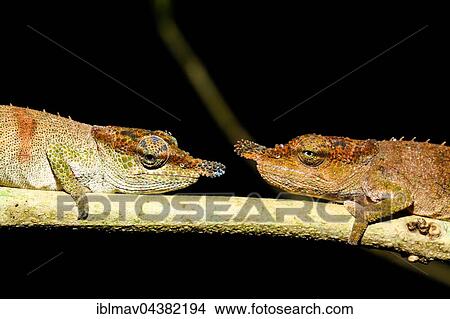 Chameleons (Calumma linotum), couple, Amber Mountain National Park, Diana, Madagascar, Africa View Large Photo Image Picture - Chameleons (Calumma linotum), couple, Amber Mountain National Park, Diana, Madagascar, Africa. Fotosearch